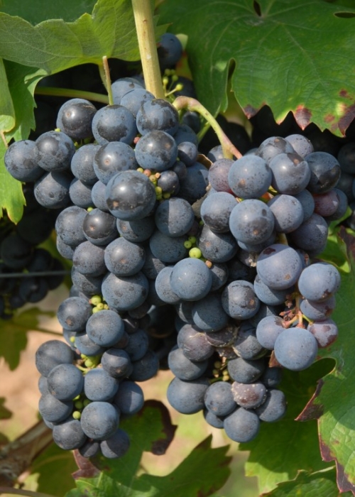 Primitivo-Zinfandel 3 (C) Reinhard Antes